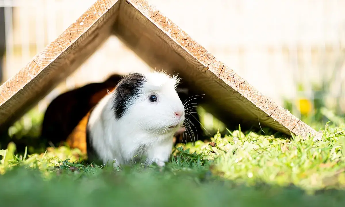 Ein weißes Meerschweinchen mit schwarzer Kappe erkundet seinen Auslauf in der Wohnung, versteckt sich unter einem Holzhaus.