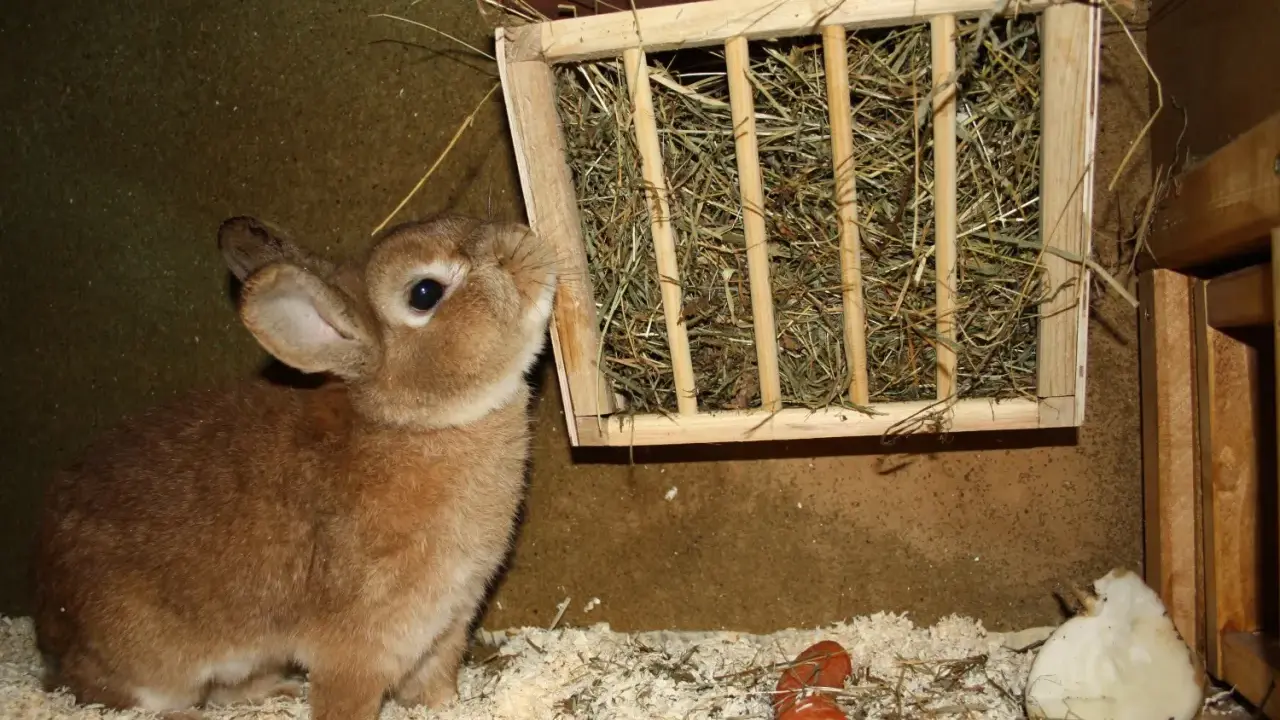 Braunes Kaninchen schaut neugierig auf einen selbstgebauten Heuraufe. Ein Karottenstück liegt daneben.