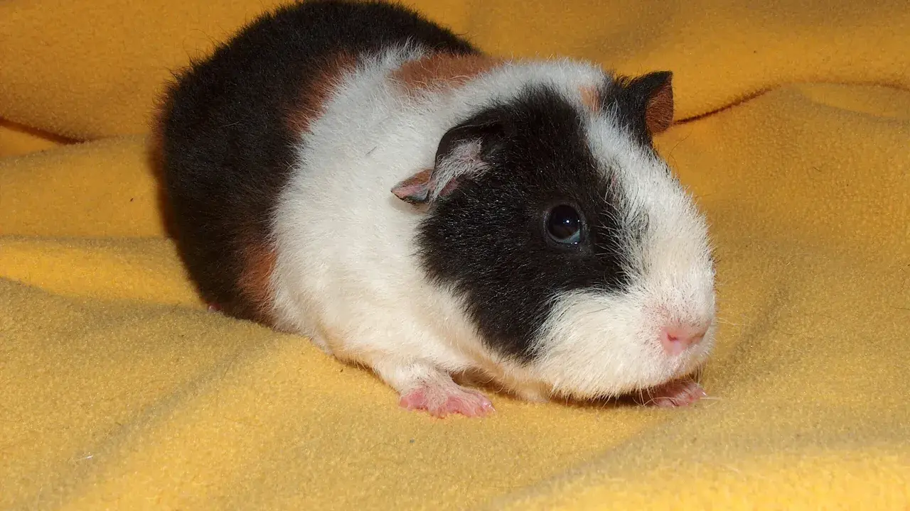 Ein süßes rosetten meerschweinchen mit schwarz-weißer und brauner Fellzeichnung liegt auf einem gelben Stoff.