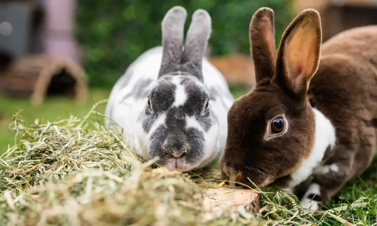 Zwei süße Kaninchen, eines grau-weiß gefleckt, das andere braun-weiß, knabbern genüsslich an Heu. Sie sind wie kleine, flauschige koriander hasen.