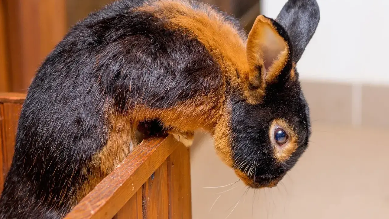 Ein Lohkaninchen mit schwarz-braunem Fell sitzt auf einem Holzsteg. Ein Züchter freut sich über diesen schönen Farbenschlag.