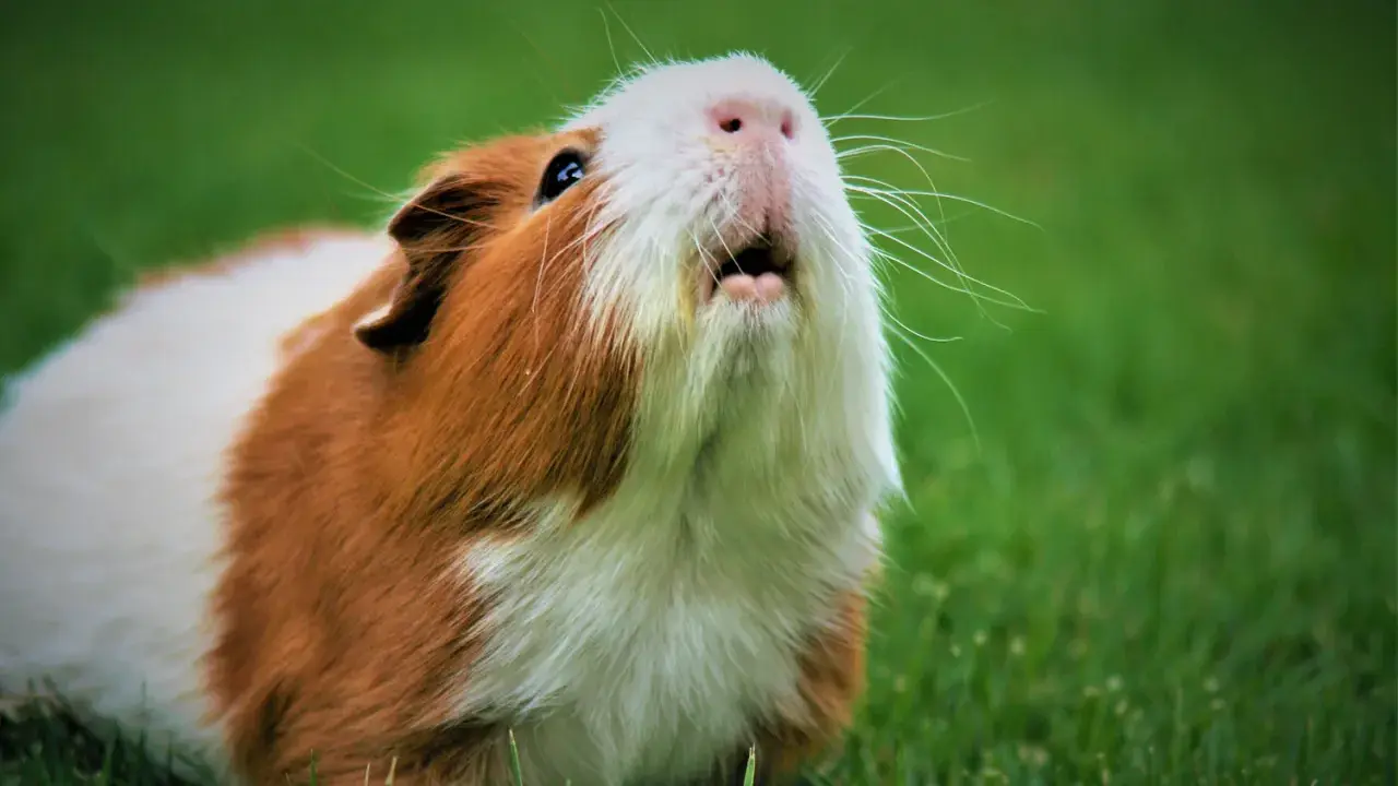 Ein Meerschweinchen mit braun-weißer Fellzeichnung sitzt im Gras und gurrt wie eine Taube.