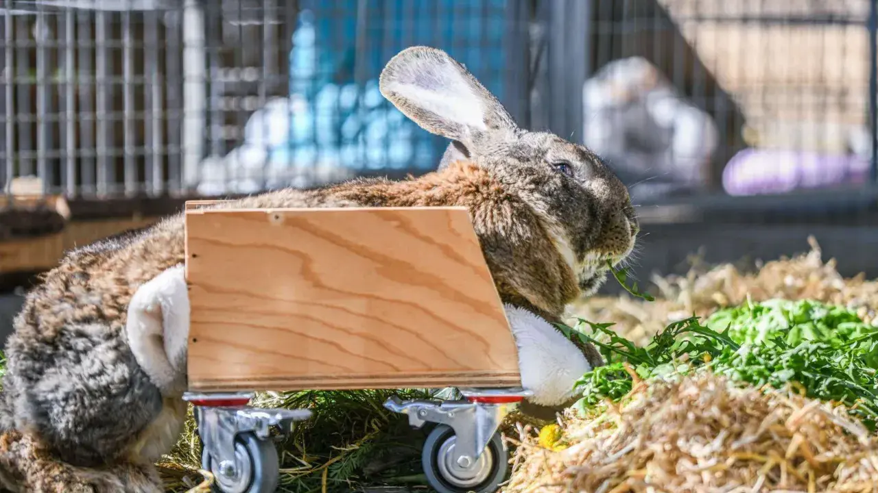 Ein Kaninchen mit einem Rollstuhl frisst genüsslich Grünzeug.