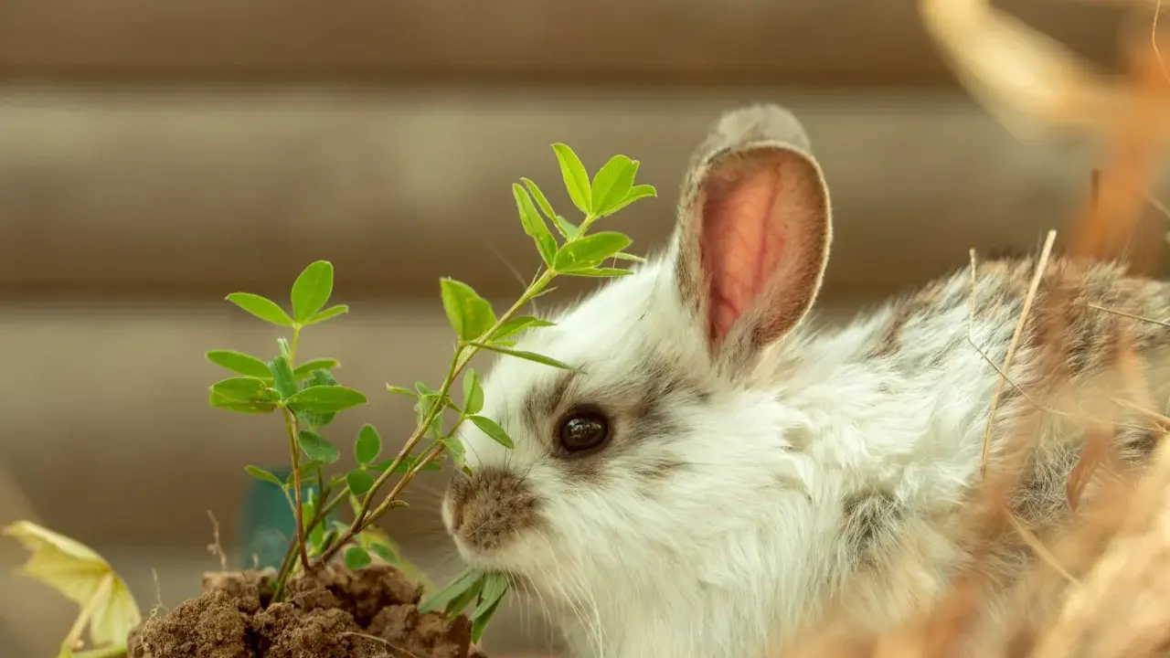 Ein flauschiges Kaninchen knabbert an einer grünen Pflanze. Vorsicht, manche Pflanzen sind giftig und können Kaninchen schaden!