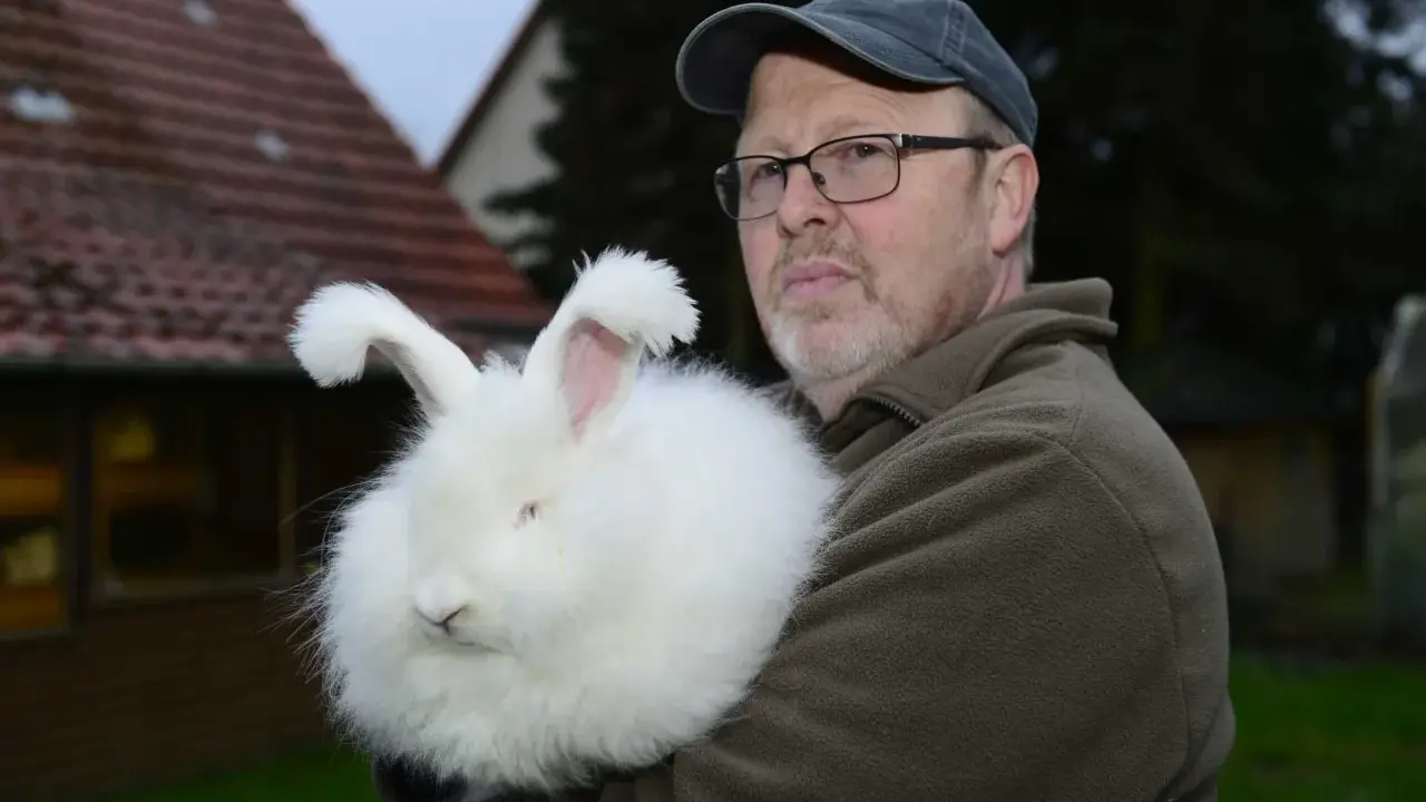 Mann hält ein flauschiges Angorakaninchen im Arm. Das Kaninchen ist fast vollständig von seiner weißen Wolle verdeckt.