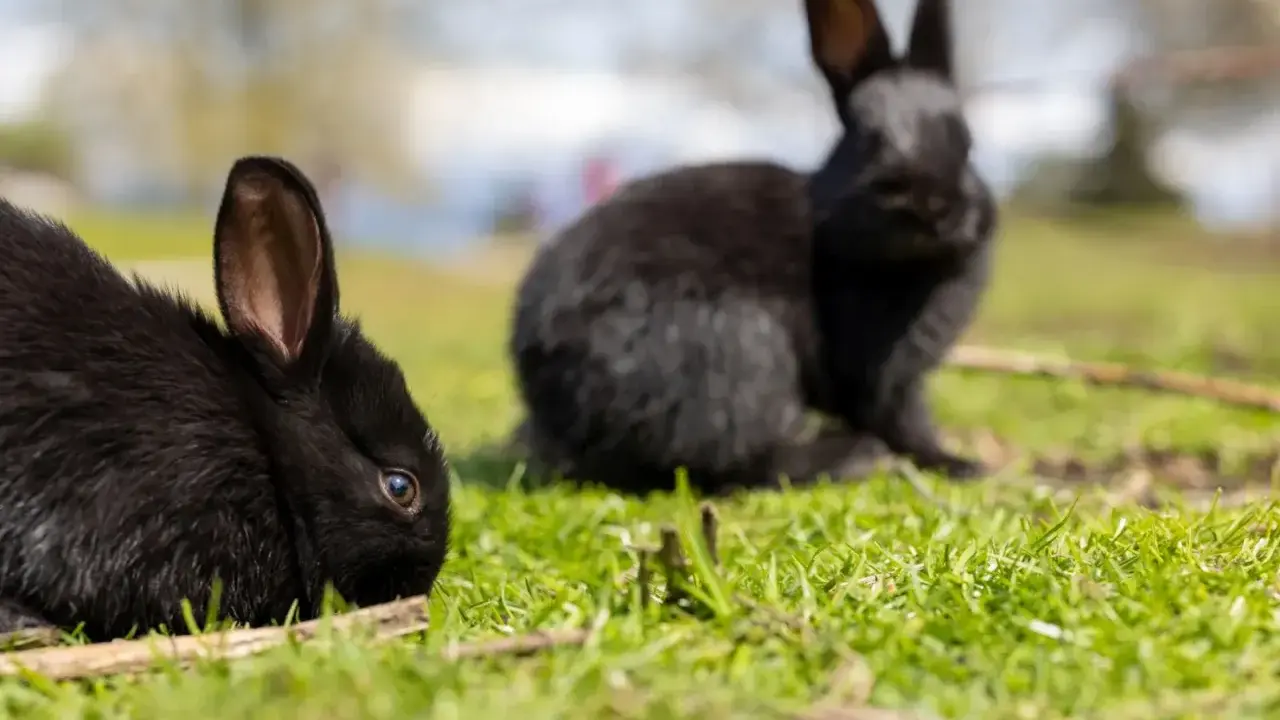 Zwei schwarze Kaninchen auf einer grünen Wiese. Vielleicht suchen Sie nach Alaska Kaninchen kaufen?