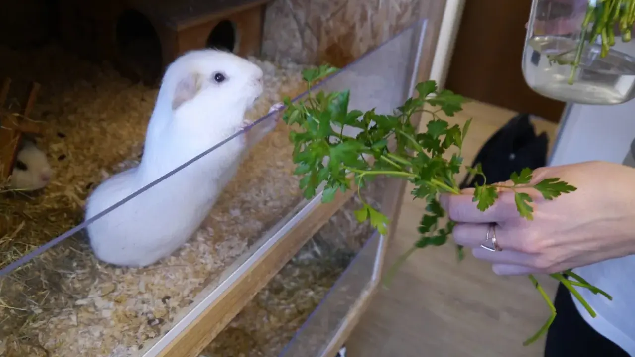 Ein weißes Meerschweinchen in einem Gehege freut sich über frische Petersilie. Die artgerechte Meerschweinchen Haltung in der Wohnung ist hier gut zu erkennen.