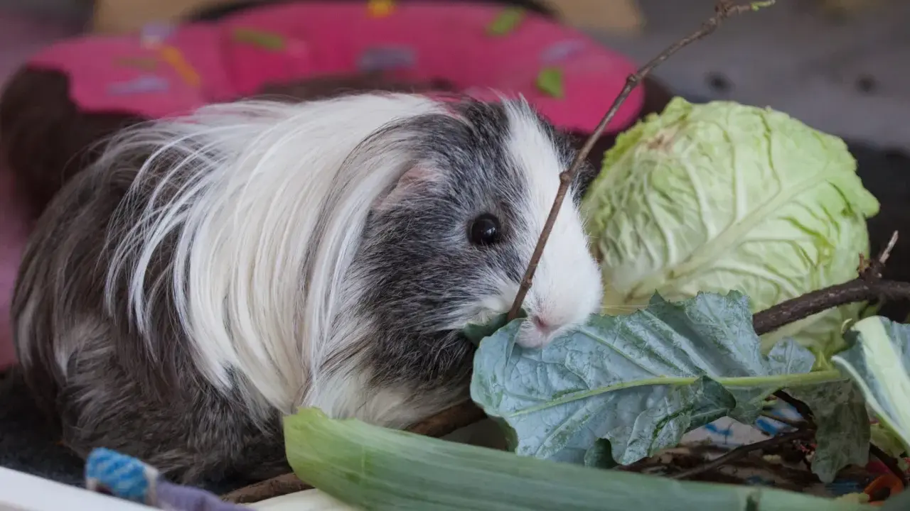 Ein flauschiges Meerschweinchen knabbert genüsslich an einem Blatt Feldsalat, daneben liegt ein Kohlkopf.