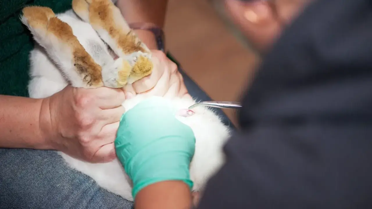 Tierarzt führt eine Operation durch, um ein Kaninchen zu kastrieren.