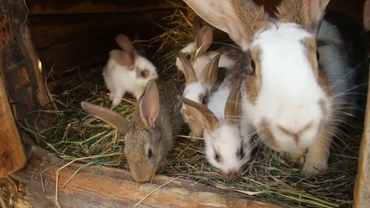 Einige Kaninchen kuscheln sich in ihrem gemütlichen kaninchen nest aus Stroh.