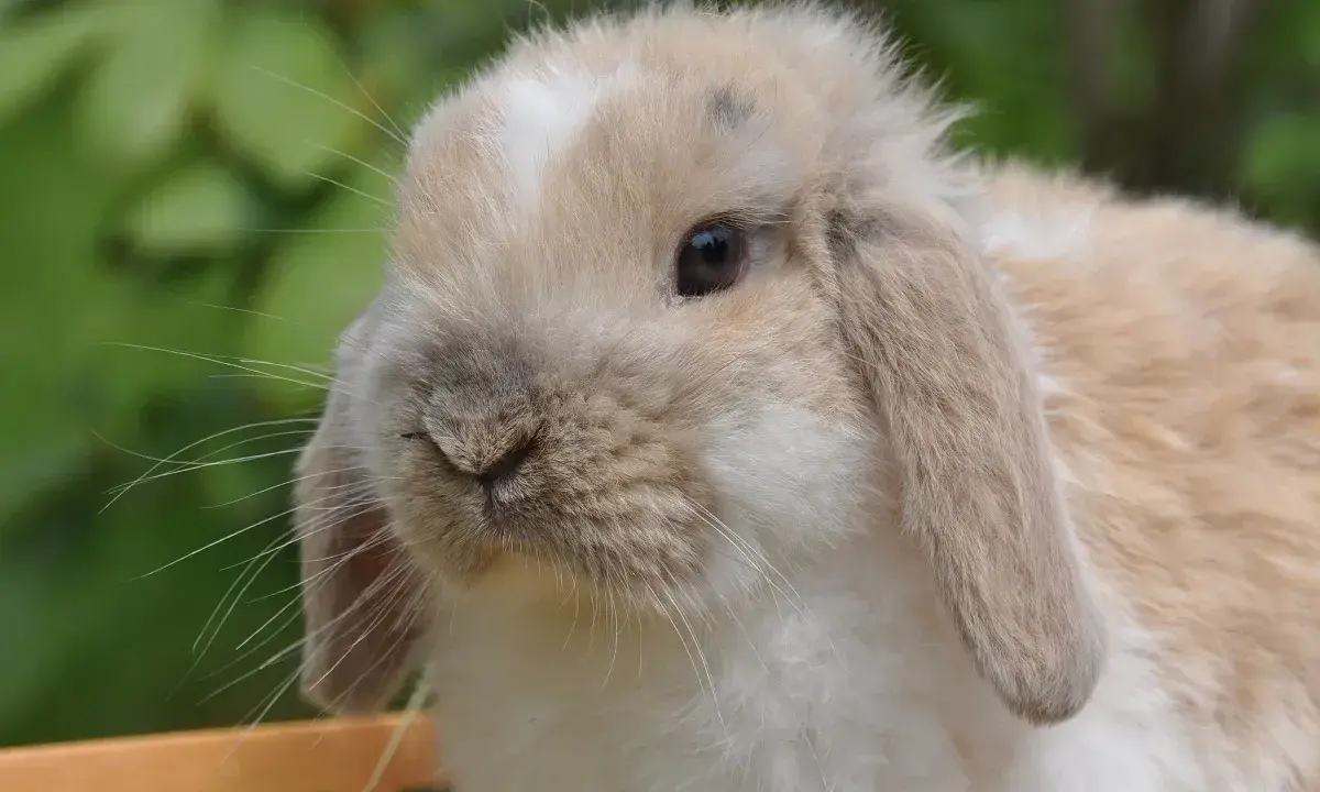 Ein süßer Widder Kaninchen mit langen Ohren und einem neugierigen Blick sitzt im Grünen.
