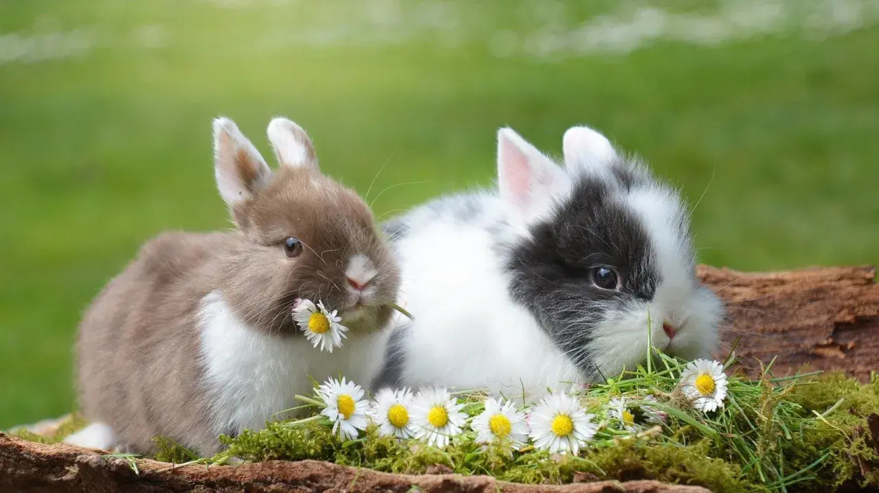 Zwei süße Kaninchen, eines braun und weiß, das andere schwarz und weiß, knabbern an Gänseblümchen. Sie sehen aus, als würden sie sich auf ein Frühstück mit Haferflocken freuen.