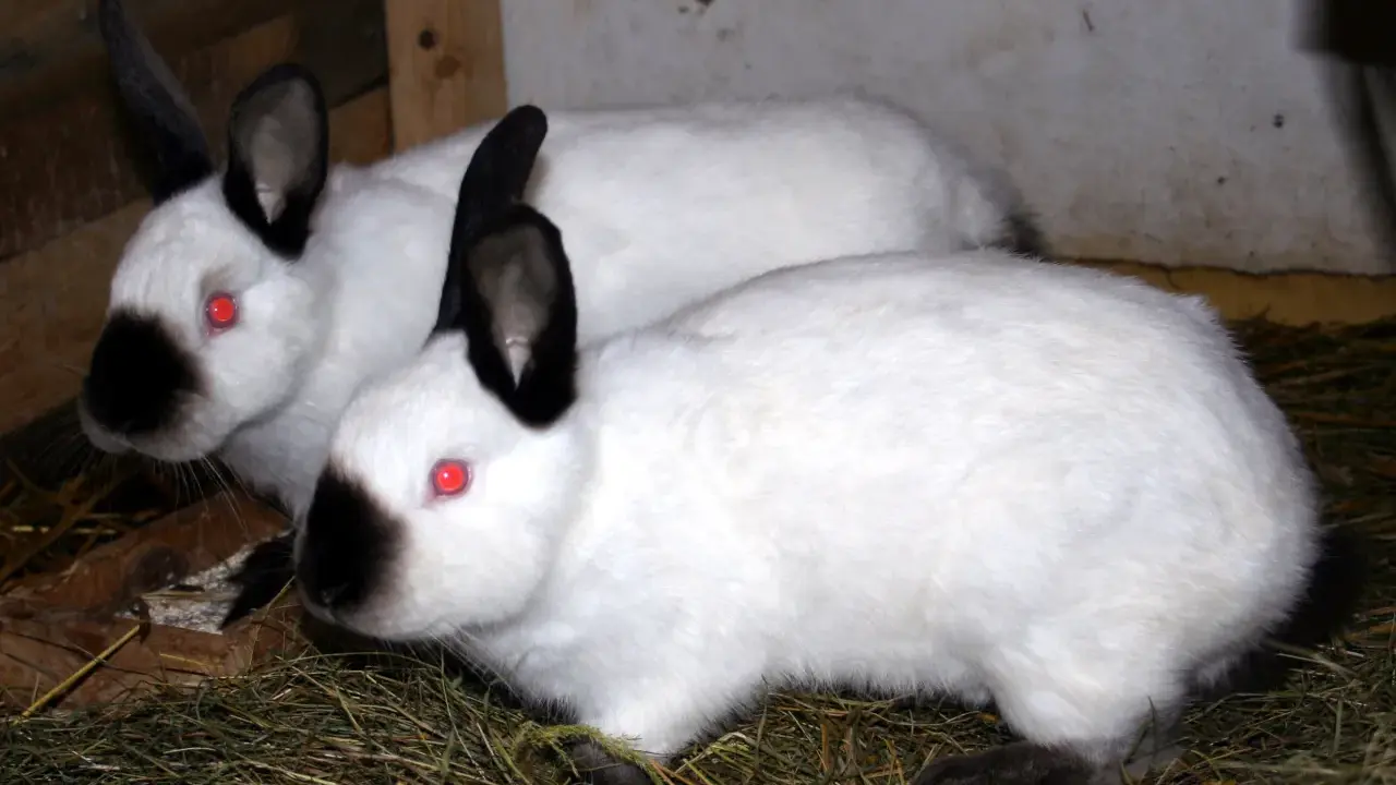 Zwei weiße Russen Kaninchen mit roten Augen und schwarzen Ohren und Nasen sitzen im Stroh.