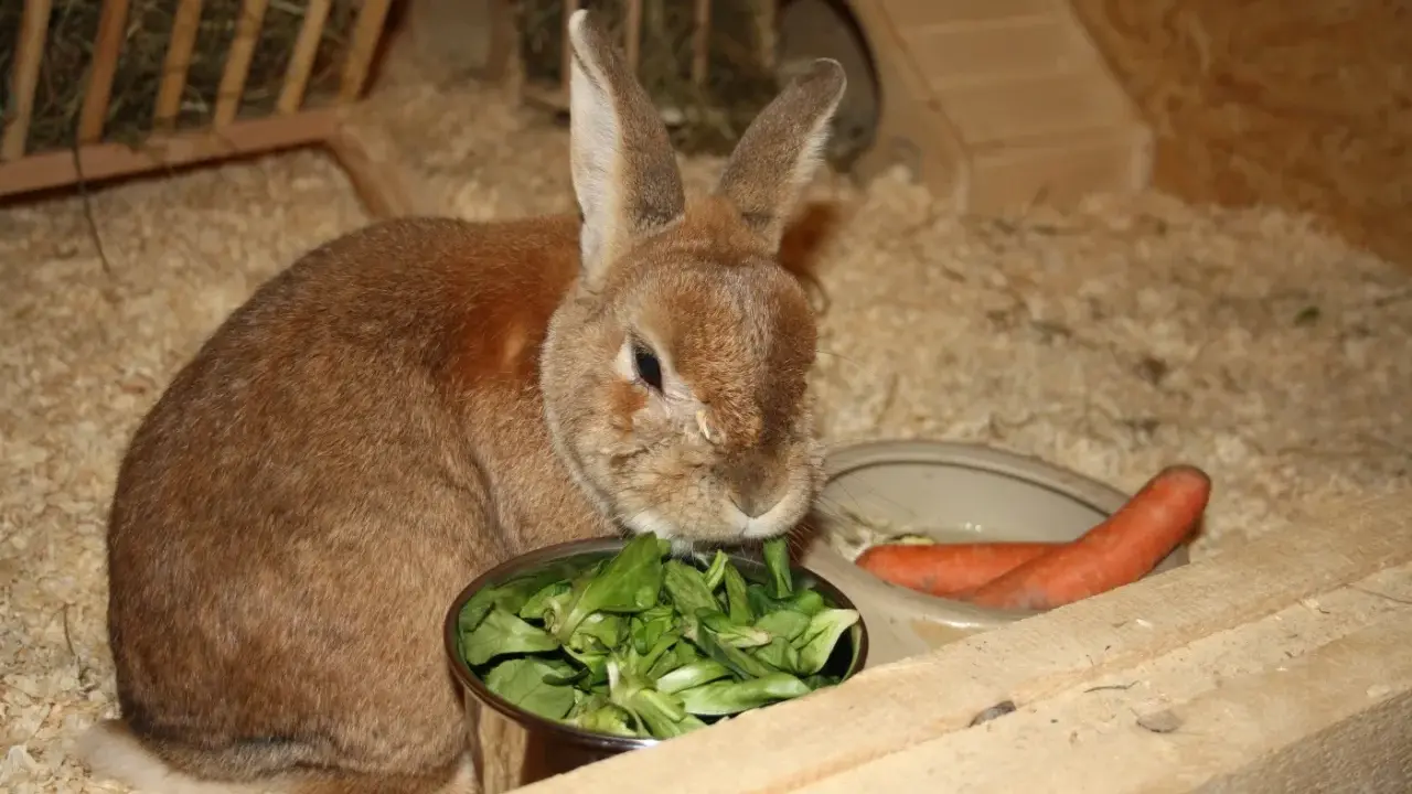 Braunes Kaninchen frisst Salat aus Napf, daneben Karotten. Eine gesunde kaninchen futterliste für glückliche Hoppels.