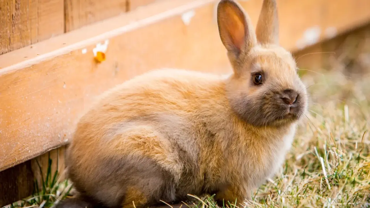 Ein flauschiges Kaninchen sitzt im Gras neben einem Holzzaun. Es bereitet sich auf den Kaninchen Nestbau vor.