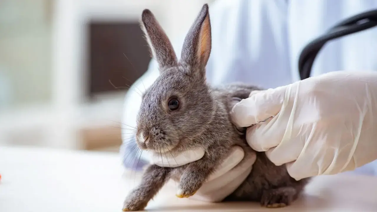 Ein Tierarzt untersucht ein Kaninchen, das oft hintereinander niest.