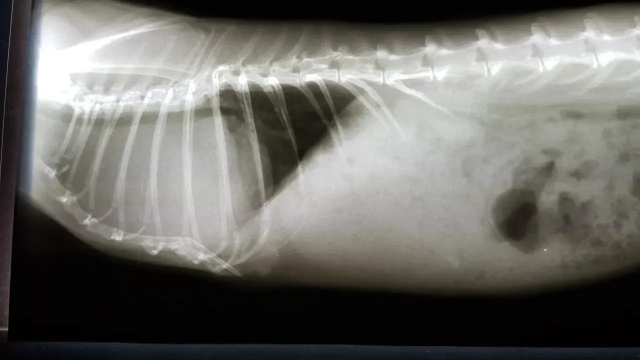 Röntgenbild eines Kaninchens mit einem auffälligen Schatten im Bauchraum, der auf einen möglichen **Kaninchen Tumor** hindeutet.