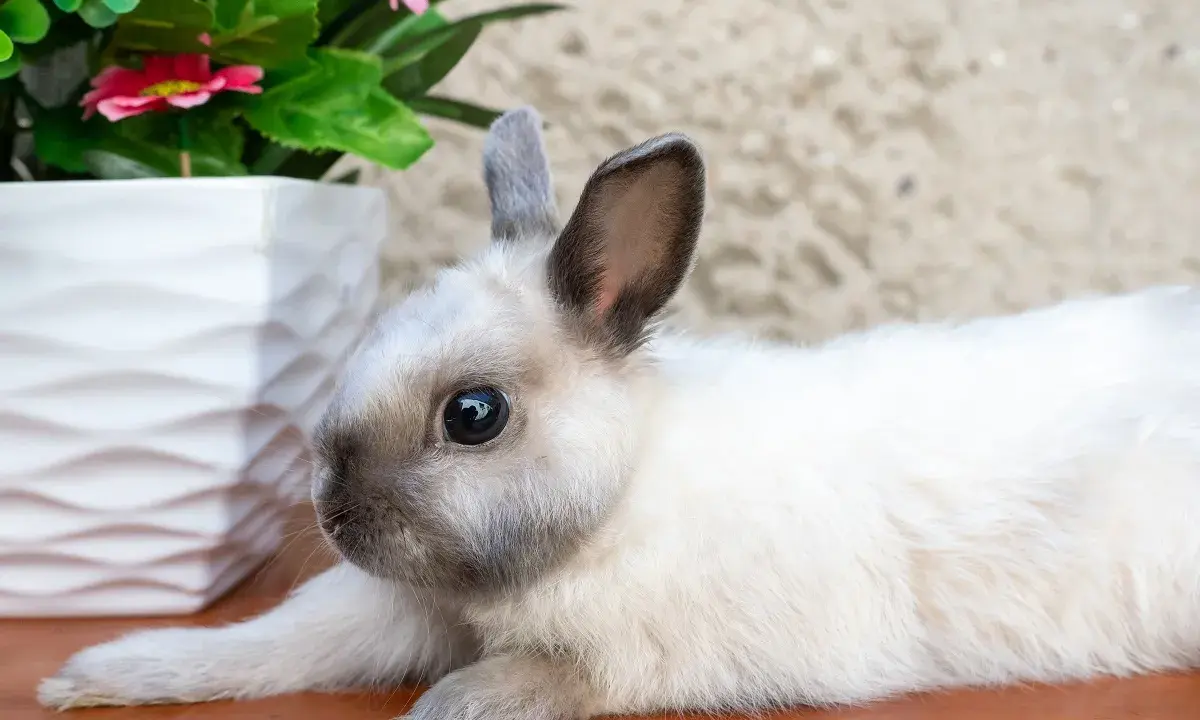 Ein süßes Kaninchen mit Siam-Zeichnung liegt neben einem weißen Blumentopf. Informationen zu verschiedenen Kaninchenrassen von A-Z mit Bildern.