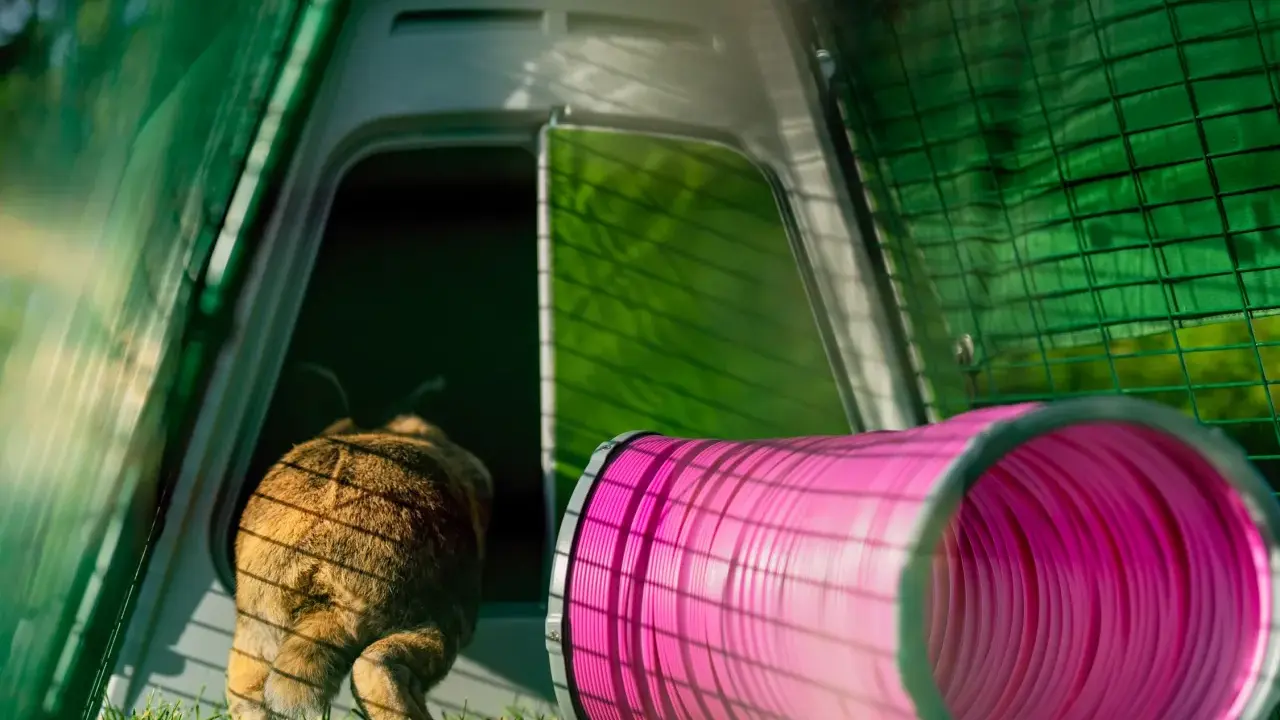 Ein braunes Kaninchen rennt in einen pinken Tunnel. Hinter ihm ist ein grünes Gehege mit einer Tür.