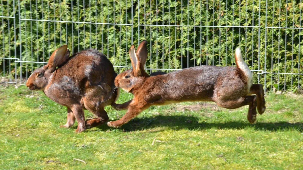 Zwei braune Kaninchen jagen sich im Kreis über eine grüne Wiese vor einem Zaun.