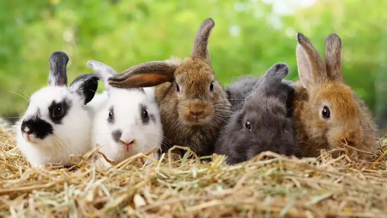 Fünf süße Kaninchen, darunter ein Kalifornier Kaninchen, kuscheln sich im Heu.