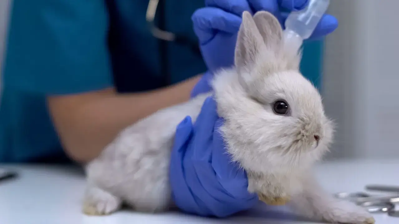 Tierarzt gibt einem Kaninchen mit Traumeel Tropfen.