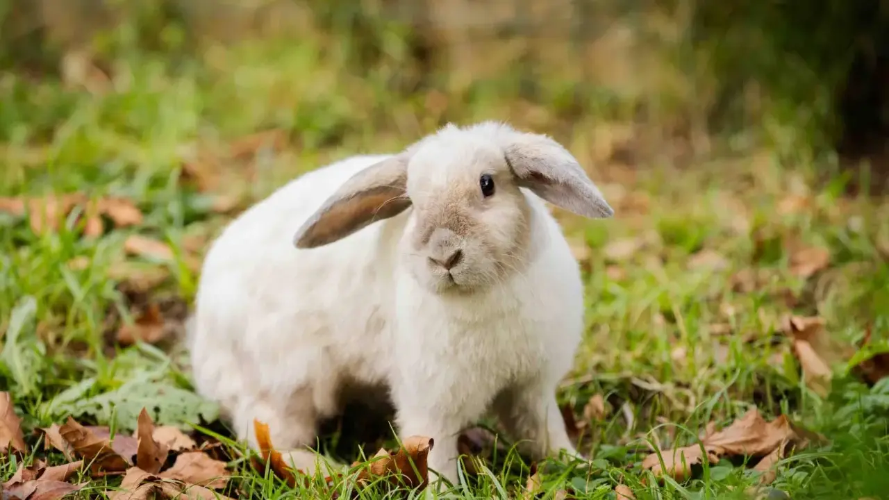 Ein flauschiges weißes Kaninchen sitzt im Gras. Es fragt sich, warum buddeln Kaninchen, vielleicht um sich zu verstecken oder ein Nest zu bauen.