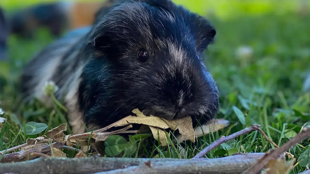 Ein schwarz-weiß geflecktes Ahorn Meerschweinchen liegt im Gras und knabbert an einem Blatt.