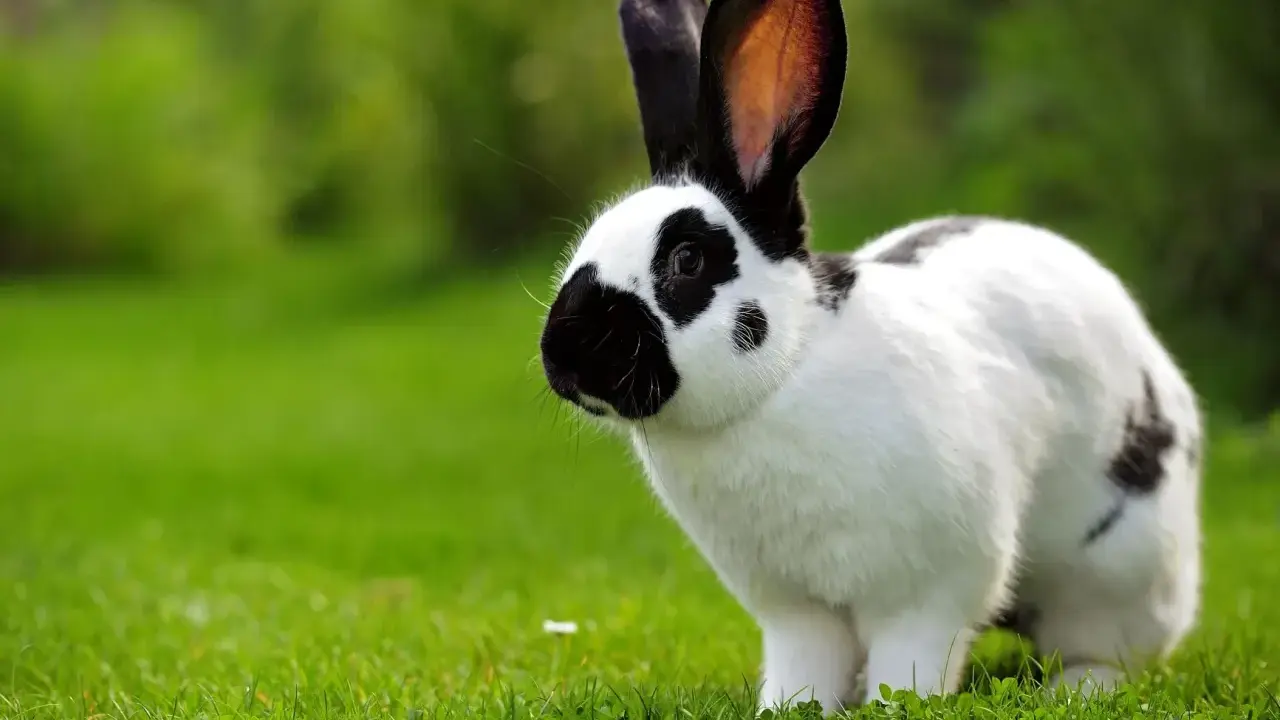 Ein schwarz-weißer deutscher Riese mit langen Ohren steht auf einer grünen Wiese.