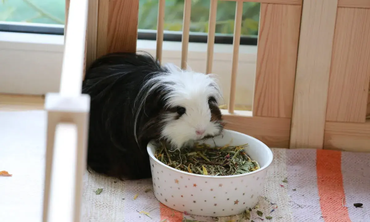 Ein flauschiges Meerschweinchen mit schwarz-weißer Fellzeichnung frisst genüsslich aus einem Sternen-Napf mit trockenfutter.