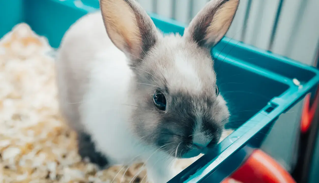Kleines Kaninchen im Käfig, das stubenrein machen lernt.