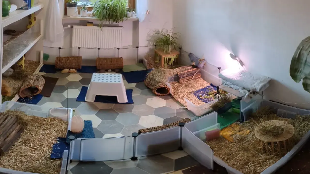 Meerschweinchen-Gehege mit viel Einstreu, Häusern und Spielzeug. Hier leben viele kleine Nager, die manchmal etwas stinken.