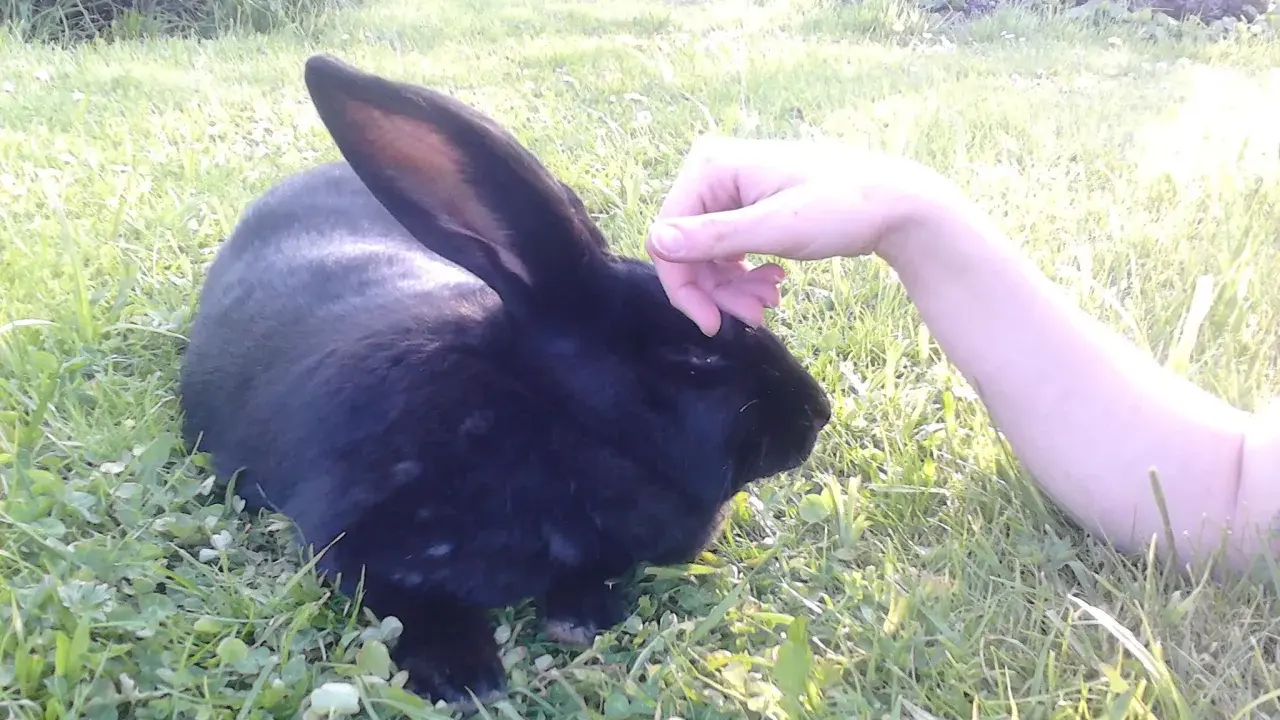 Eine Hand streichelt sanft ein schwarzes Kaninchen im Gras.