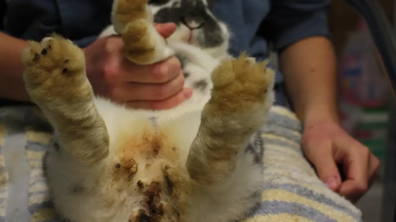 Kaninchen after mit kot verklebt, die Pfoten sind ebenfalls verschmutzt.