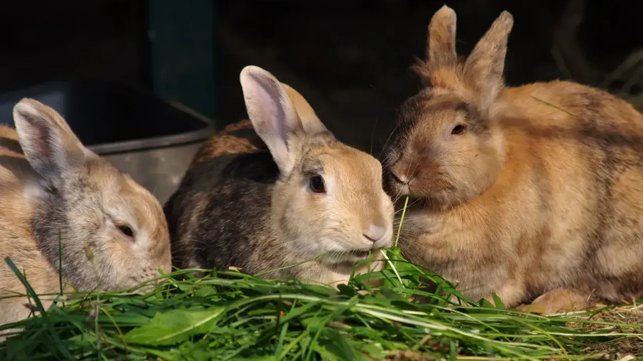 Drei Kaninchen fressen genüsslich frisches Grün. Sie zeigen, was fressen wildkaninchen: Gras und Kräuter.