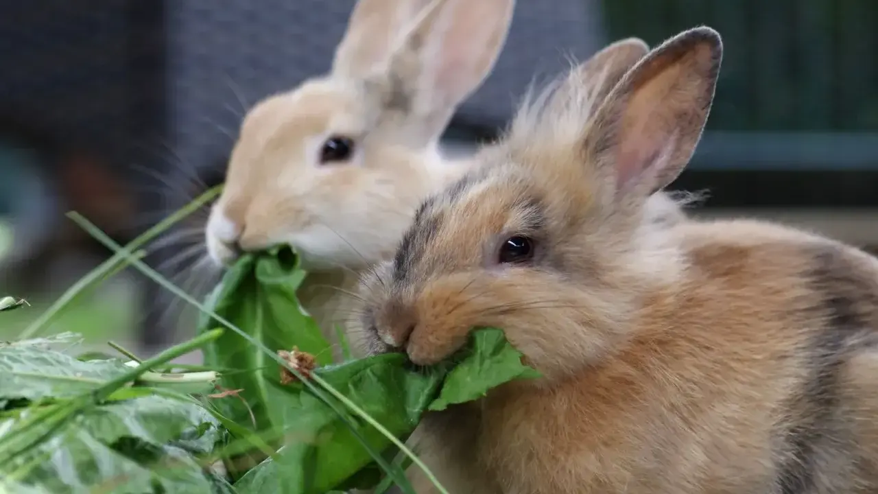 Zwei Kaninchen fressen genüsslich grünes Blattgemüse. Hoffentlich haben sie keine kaninchen zahnprobleme, denn das Futter sieht lecker aus.