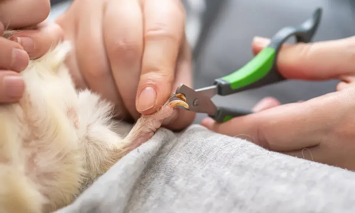 Hände schneiden vorsichtig die Krallen eines Meerschweinchens mit einer kleinen Schere.