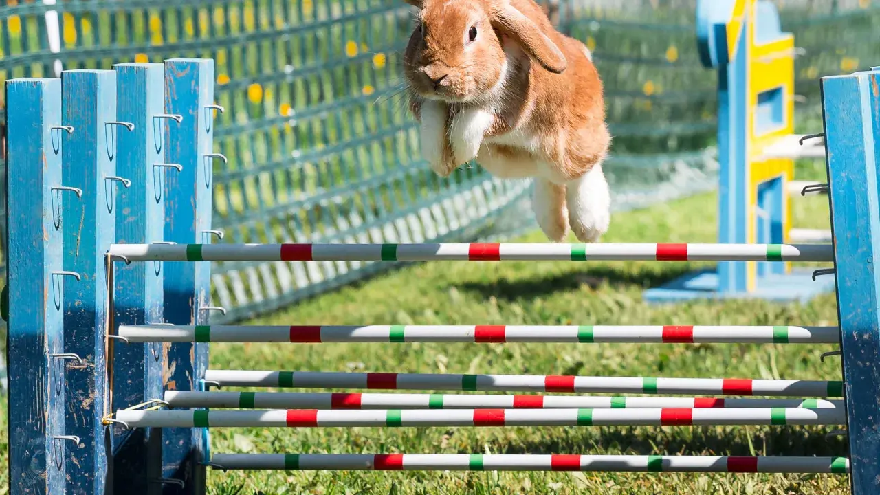 Ein braunes Kaninchen fliegt über ein Hindernis. Man sieht, wie hoch springen kaninchen bei diesem Agility-Parcours.