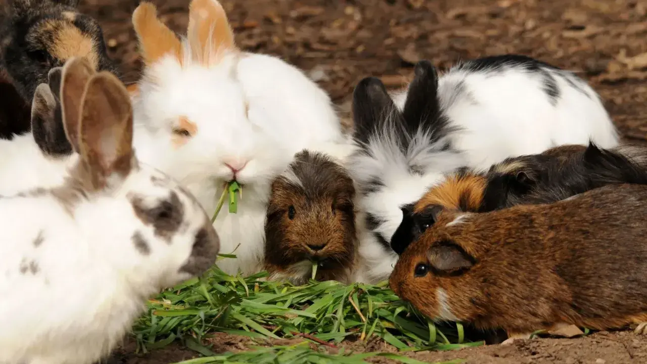 Eine Gruppe von Meerschweinchen und Kaninchen teilt sich genüsslich frisches Gras.