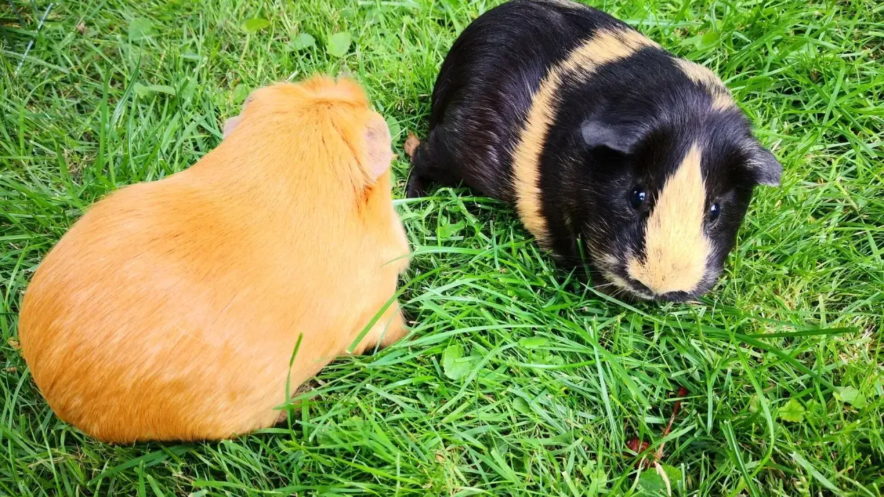 Zwei Meerschweinchen, eines orange und eines schwarz-gelb gestreift, genießen das Gras.