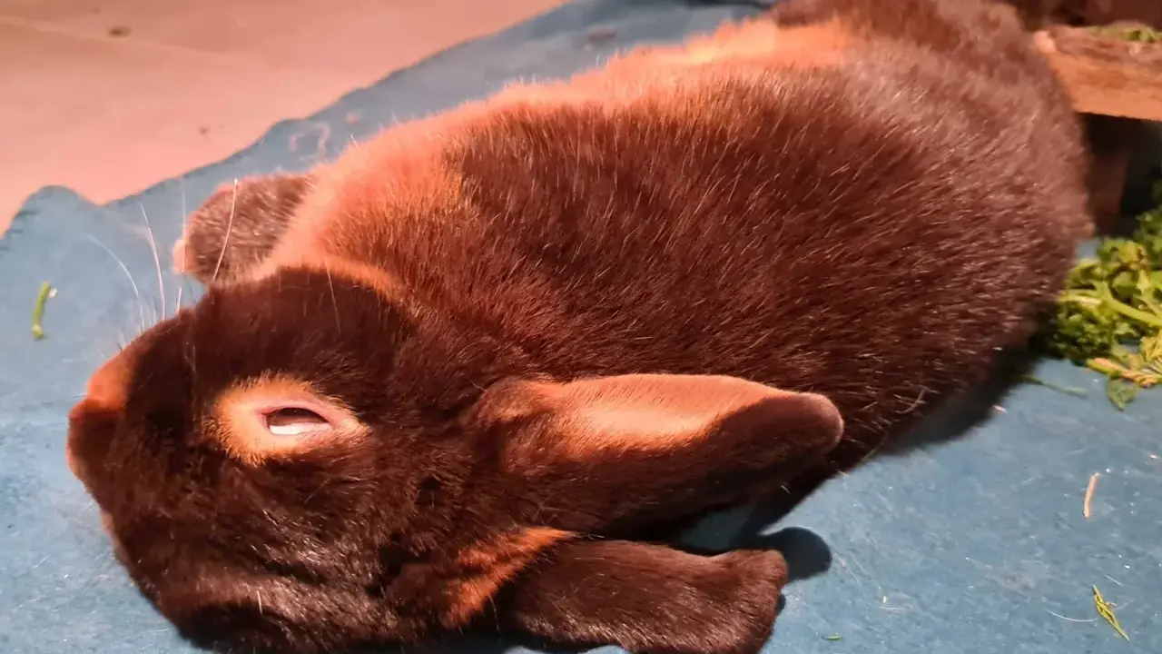 Ein braunes Kaninchen liegt entspannt auf einer blauen Decke. Es scheint, als ob das Kaninchen rammelt ununterbrochen, aber es ist nur ein Traum.