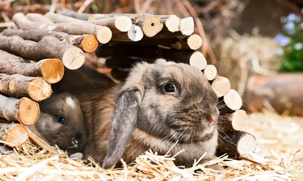 Zwei niedliche Zwergwidder, braun und grau, kuscheln sich in ihrem Unterschlupf aus Holz.