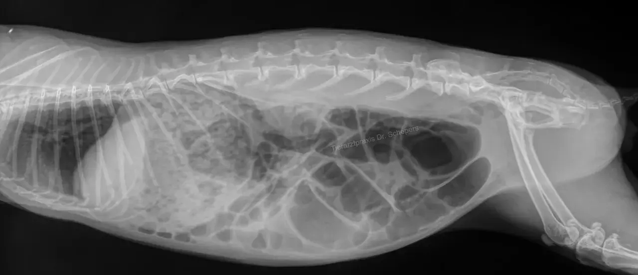 Röntgenbild eines Kaninchens. Der Bauch ist stark aufgebläht, was auf einen gluckernenden Darm hindeutet.
