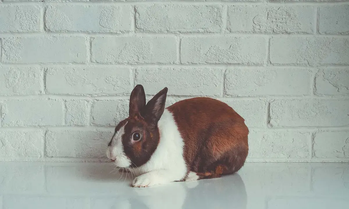 Ein braun-weißer Hase liegt vor einer weißen Ziegelwand. Seine großen, dunklen hasen augen blicken neugierig in die Ferne.