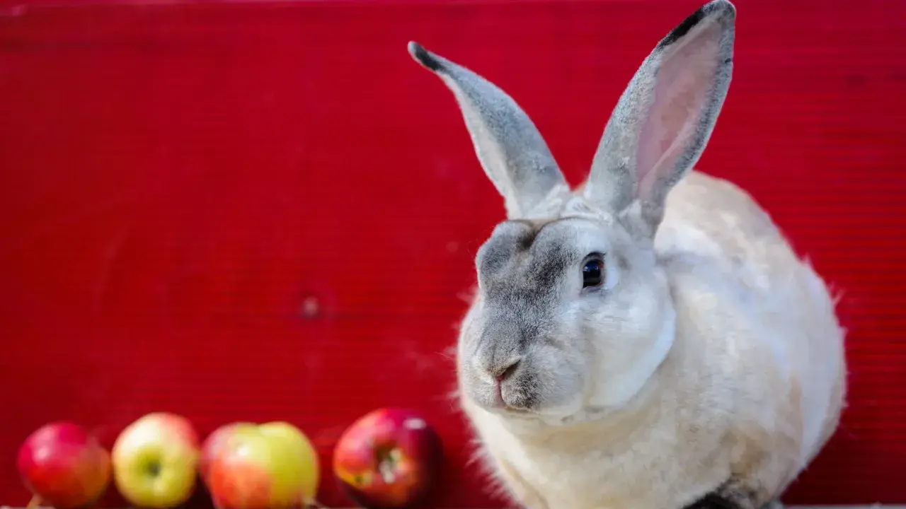 Ein flauschiger Castor Rex Hase sitzt vor einer roten Wand, daneben liegen Äpfel und Karotten.