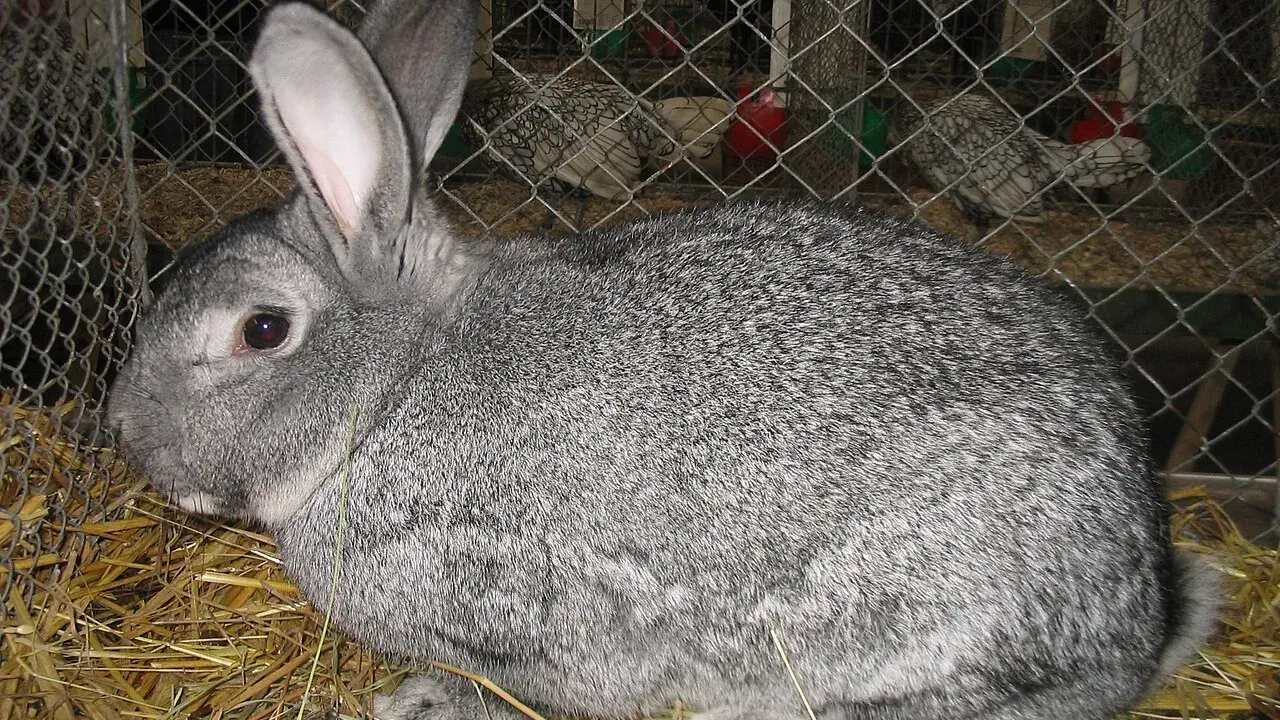 Ein graues kleinchinchilla kaninchen sitzt auf Stroh in einem Käfig.