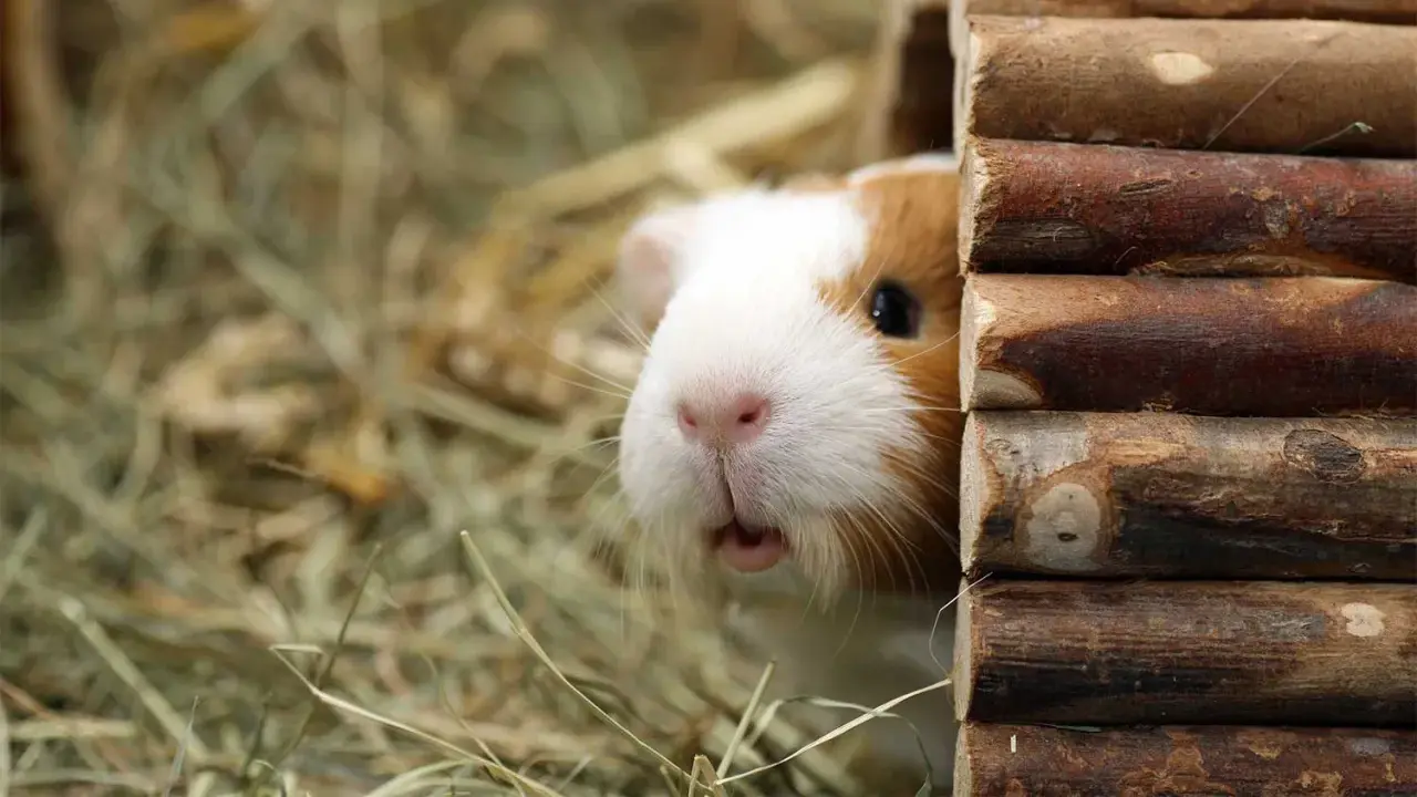 Ein Meerschweinchen lugt neugierig aus seinem Holzhaus. Wie viel Platz brauchen 2 Meerschweinchen? Genug, um sich wohlzufühlen und zu spielen!