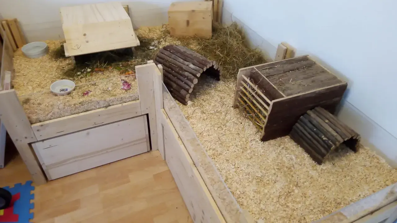 Ein geräumiger Meerschweinchenstall, den man selber bauen kann, mit Holzrampen, Häusern und viel Einstreu.