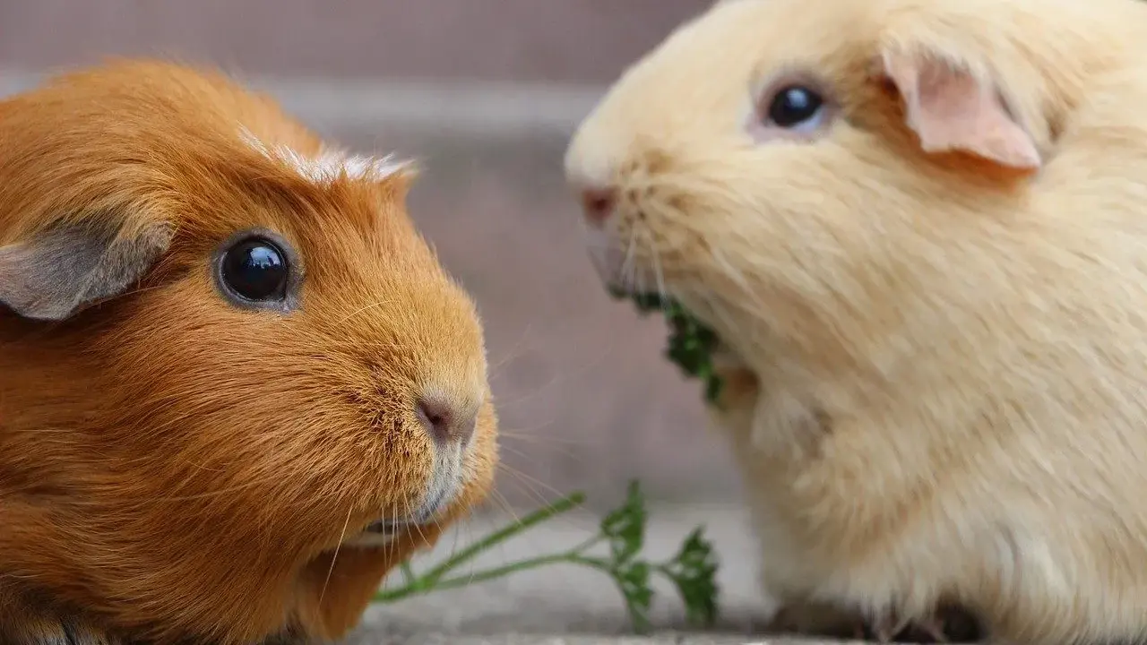 Zwei Meerschweinchen, eines rotbraun, das andere hellgelb, teilen sich ein Stück Petersilie. Die Anschaffung von Meerschweinchen ist nicht teuer.