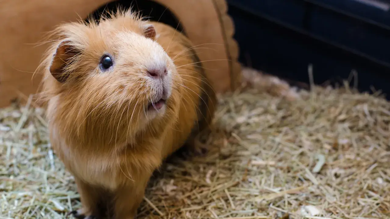 Ein flauschiges Meerschweinchen sitzt auf einer dicken Schicht Heu vor seinem Holzhaus.